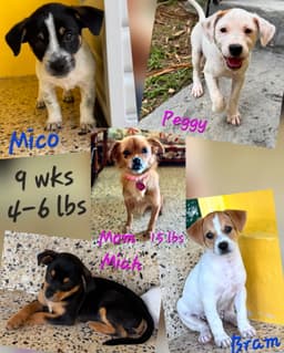 Mico image 3