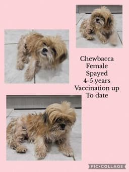 Chewbaca image 2