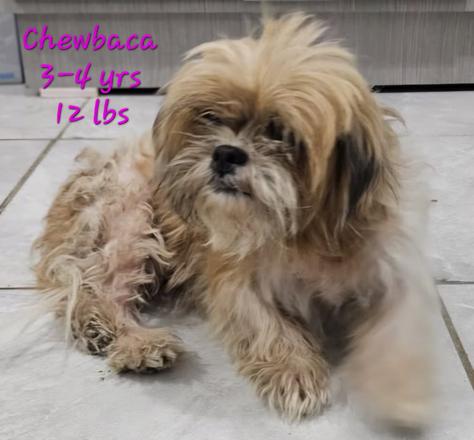 Chewbaca - Shih Tzu