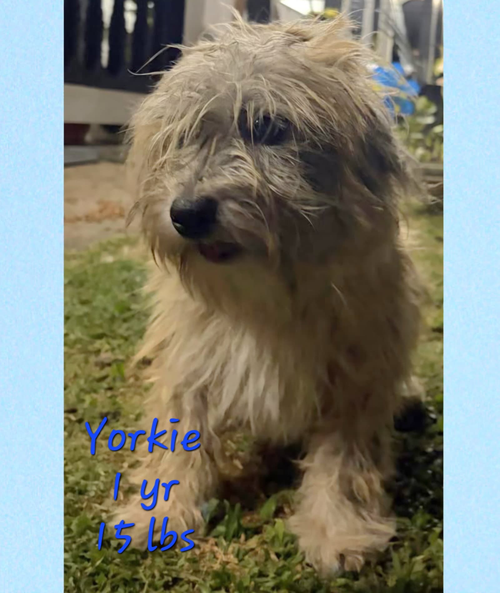 Yorkie - Shih Tzu