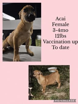 Acai image 2