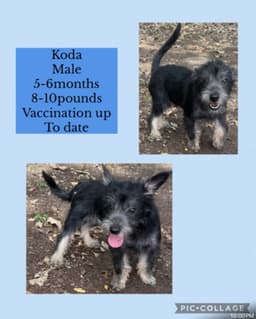Koda image 1
