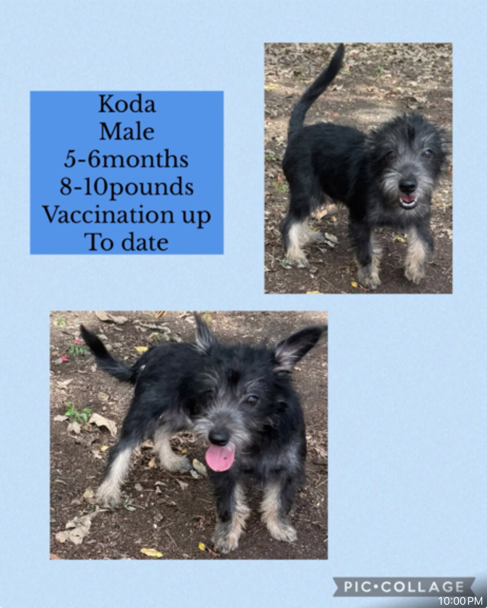 Koda - Schnauzer