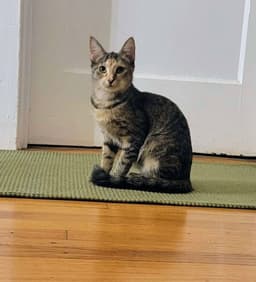 Princess image 1