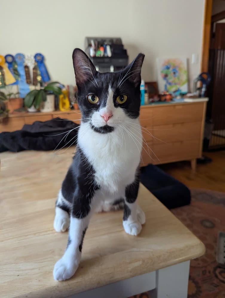 Alluka - Domestic Short Hair