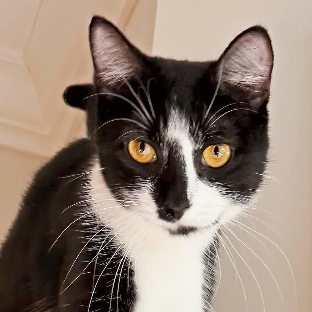 Princess - Domestic Short Hair