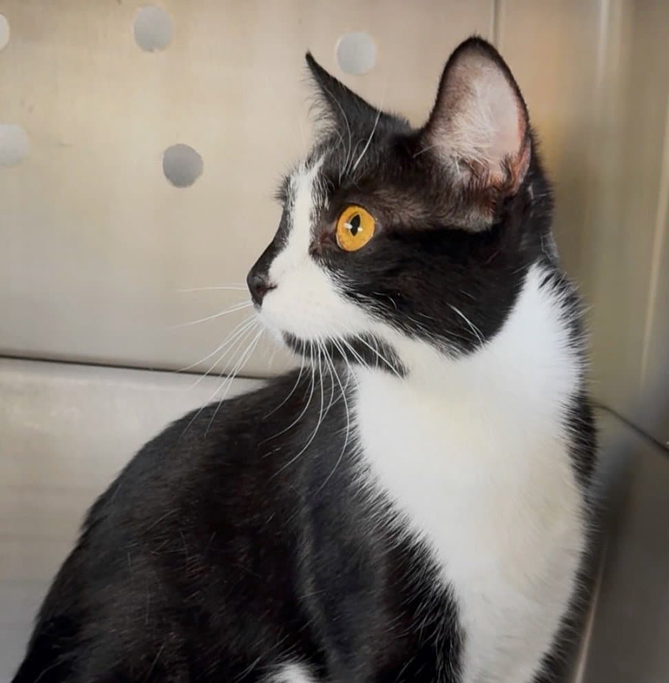 Princess - Domestic Short Hair