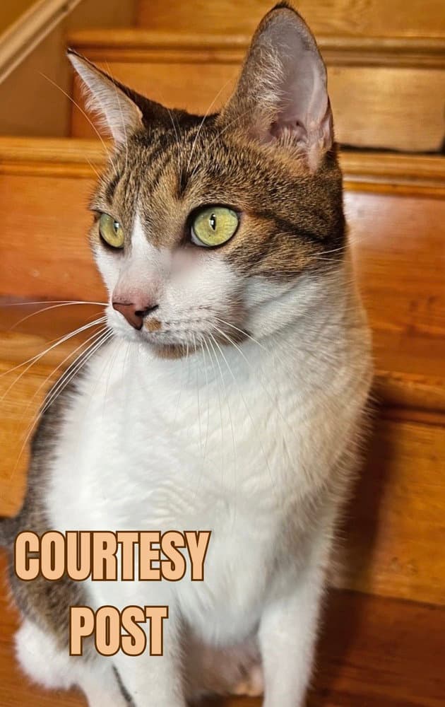 Pipo - Domestic Short Hair