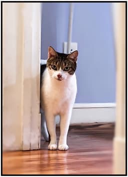 Pipo image 3