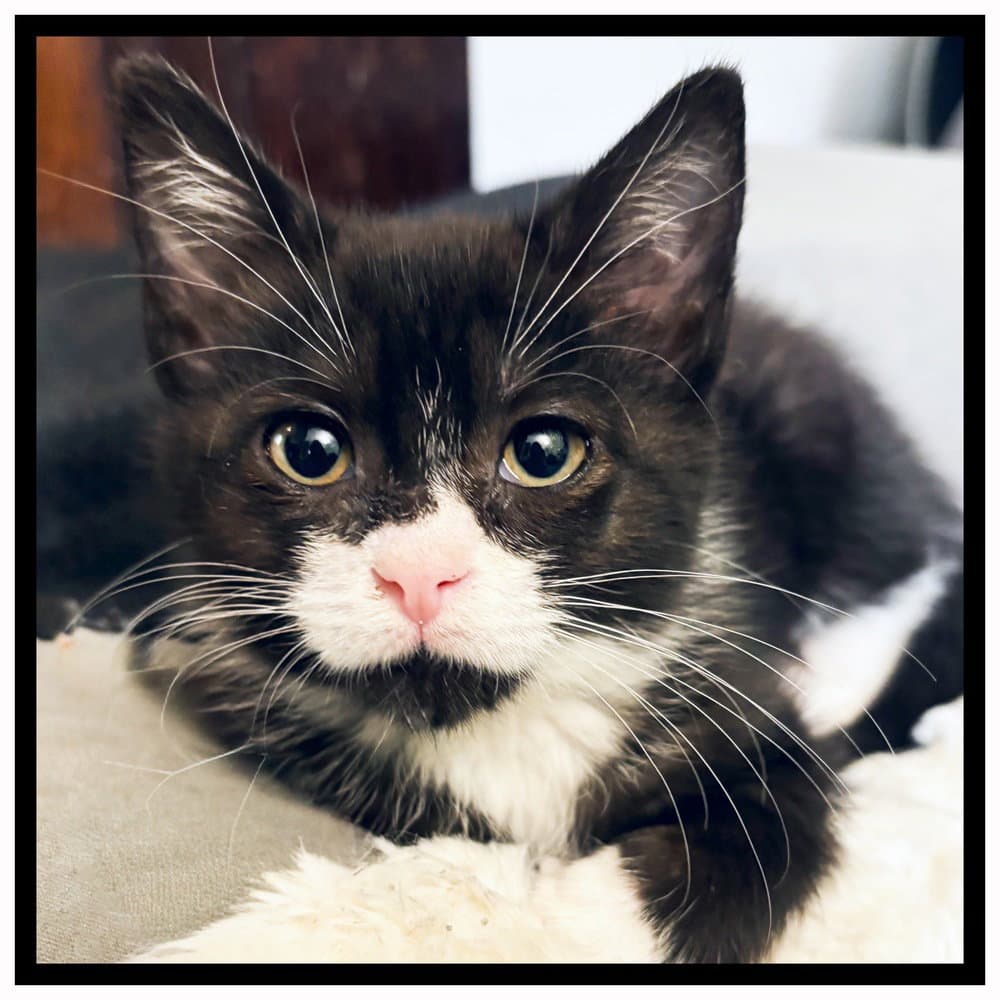 Pixie - Domestic Short Hair