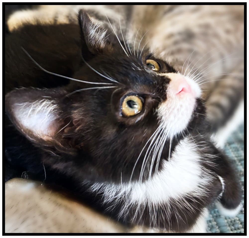 Pixie - Domestic Short Hair