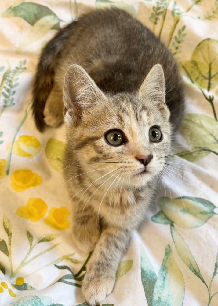 Muffin - Domestic Short Hair