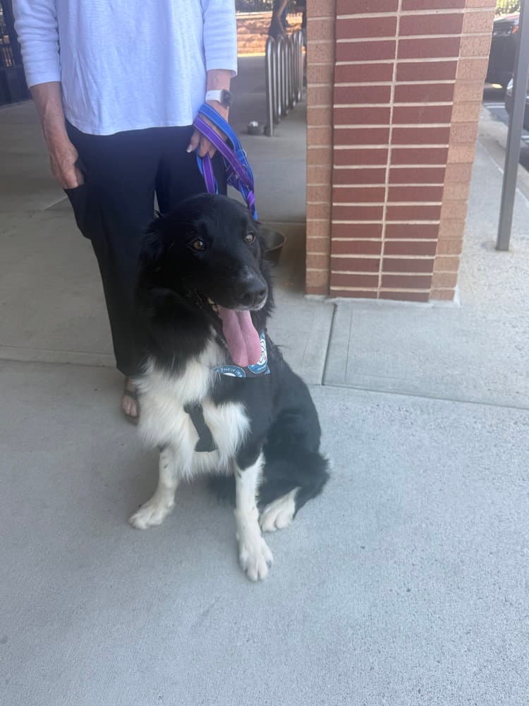 Lucky - Border Collie