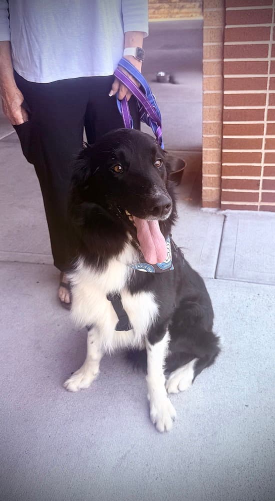 Lucky - Border Collie