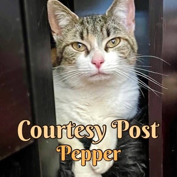 Pepper - Calico