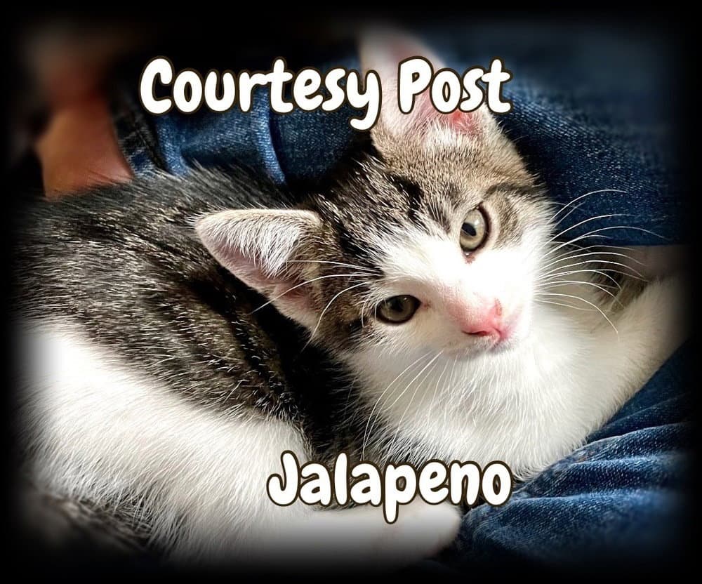 Jalapeno - Domestic Short Hair