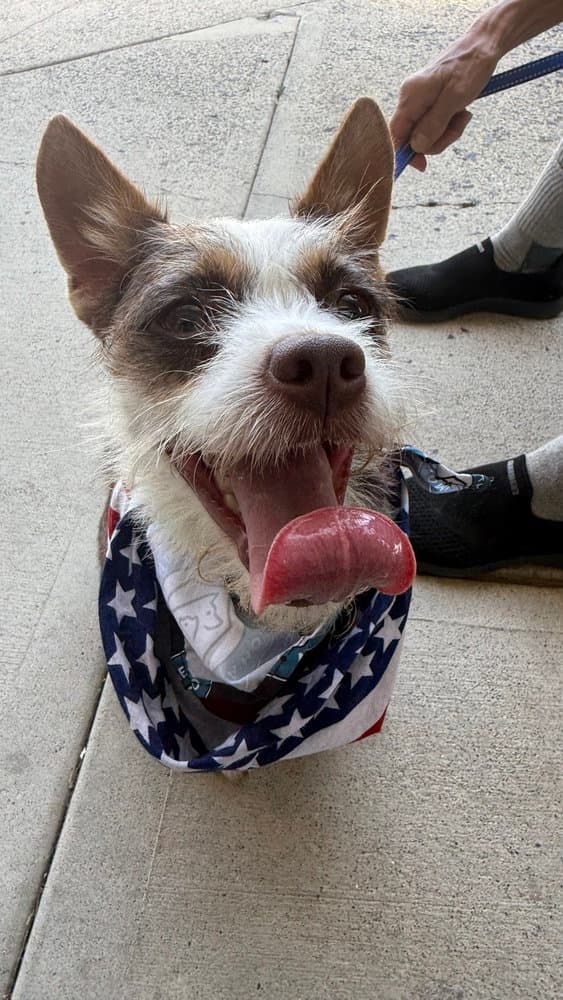 Cephus - Chihuahua