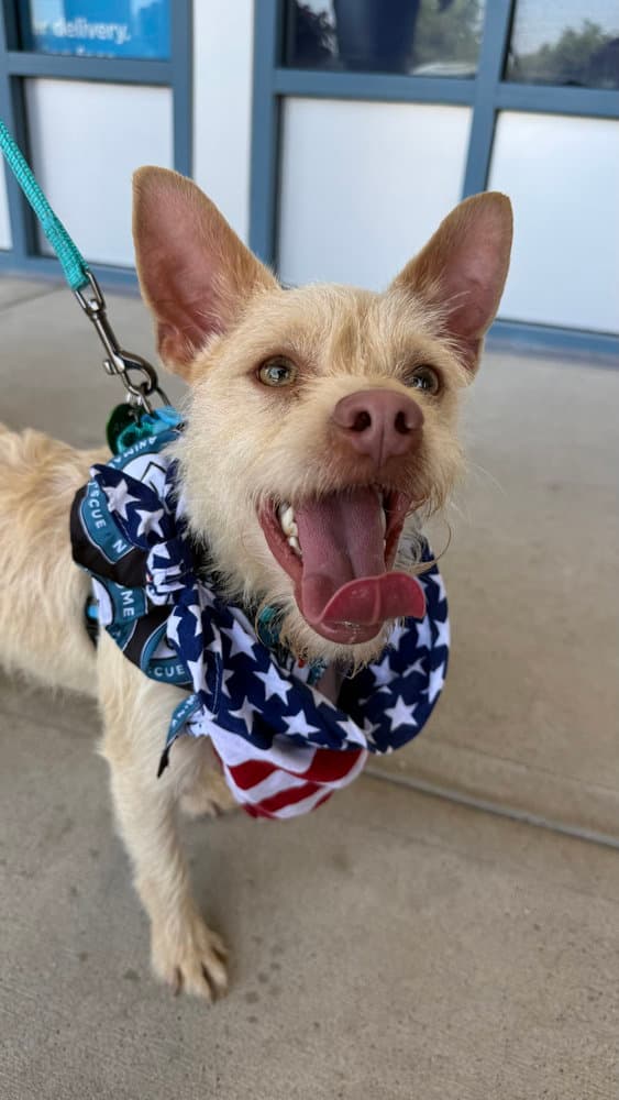Spanky - Chihuahua