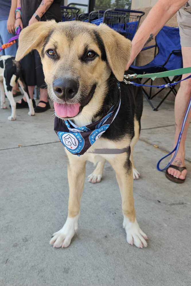 Dazzle - German Shepherd Dog