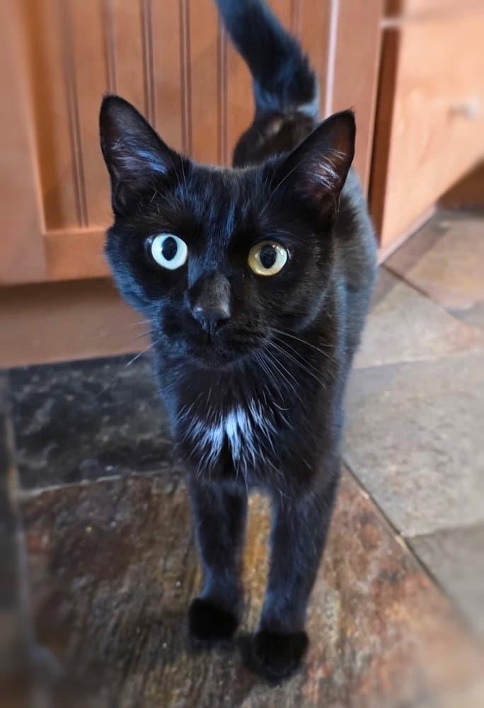 Nova - Domestic Short Hair