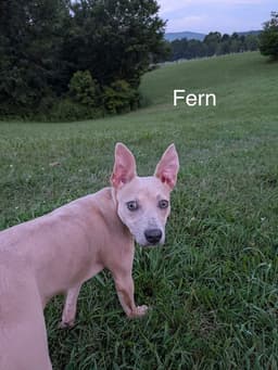 Fern image 2