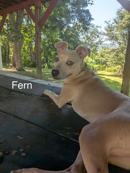 Fern image 3