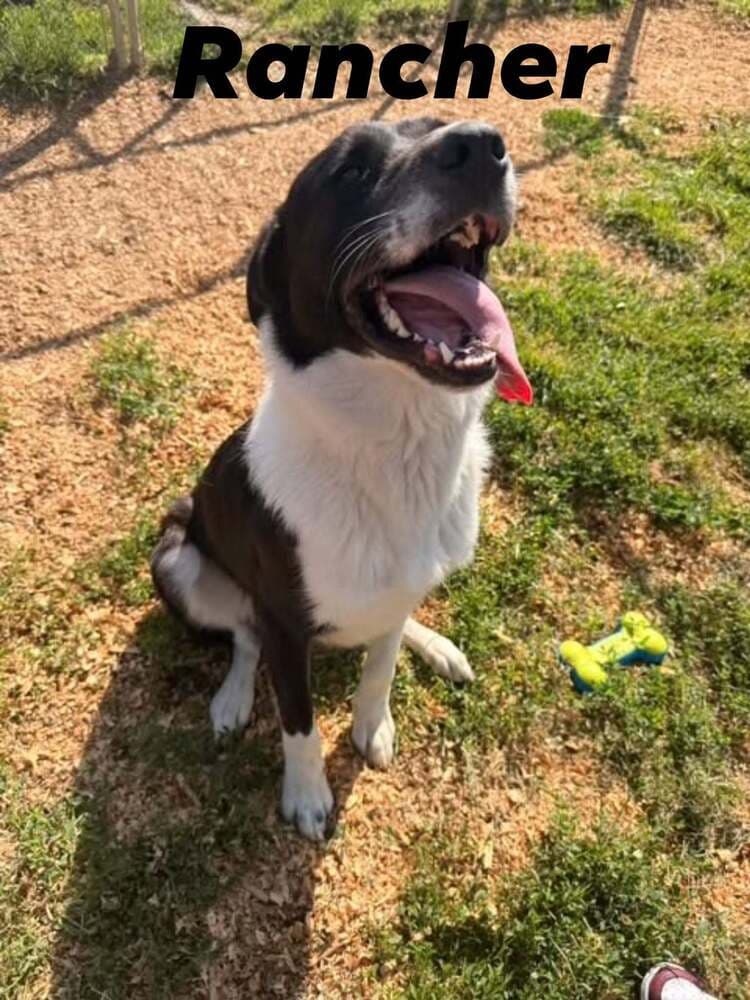 Rancher - Great Pyrenees