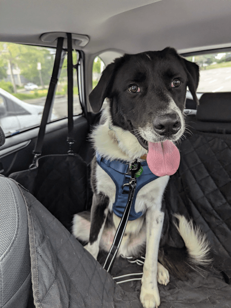 Rancher - Great Pyrenees