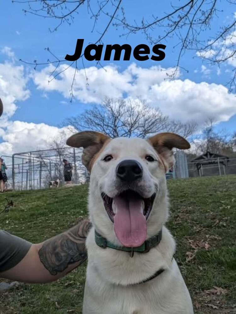 James - Terrier