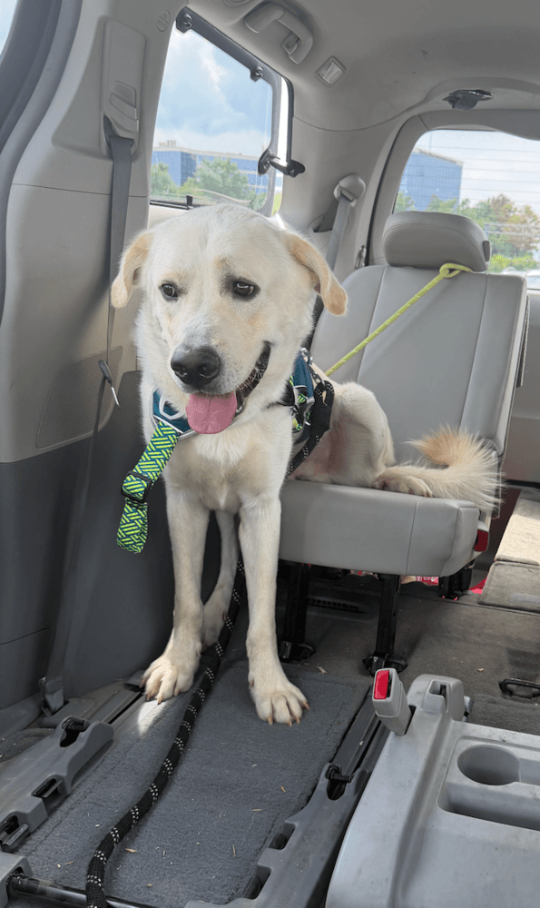 Buddy - Great Pyrenees