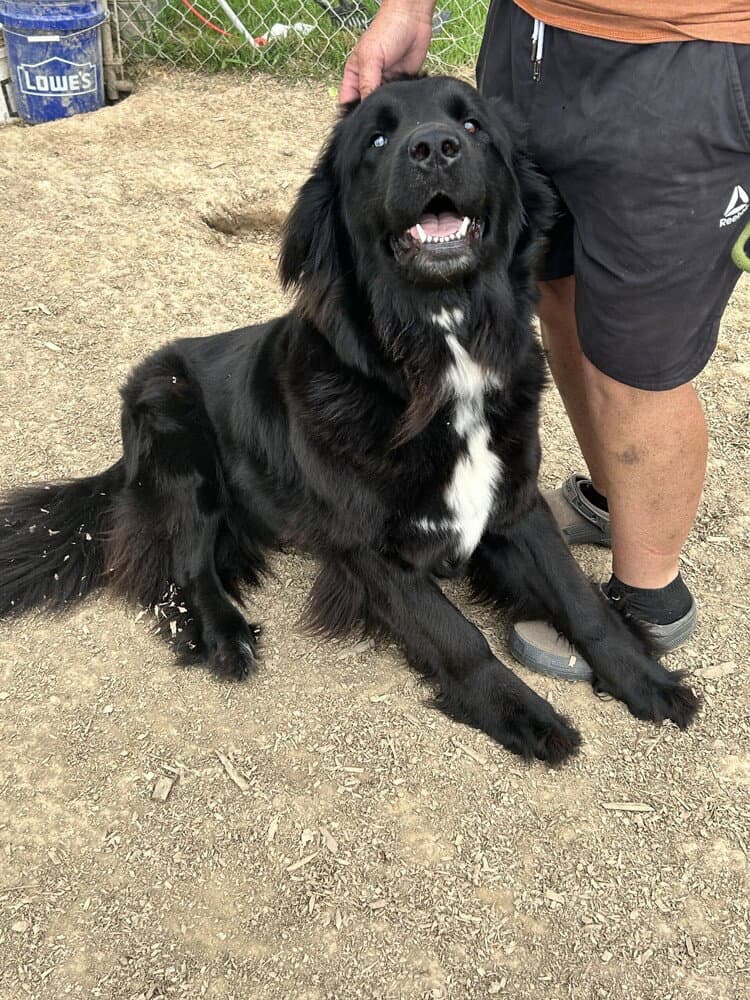 Letty - Newfoundland Dog
