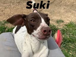 Suki image 2