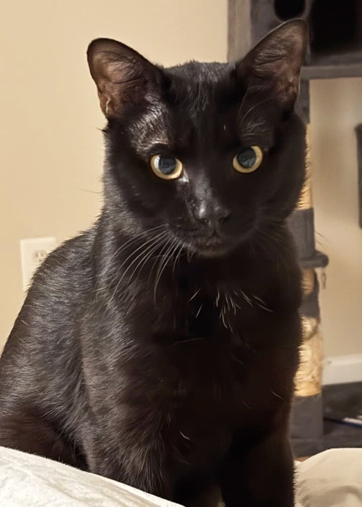 Mojo - Domestic Short Hair