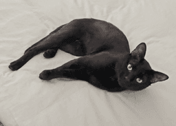 Mojo image 2
