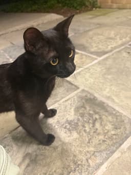 Mojo image 3