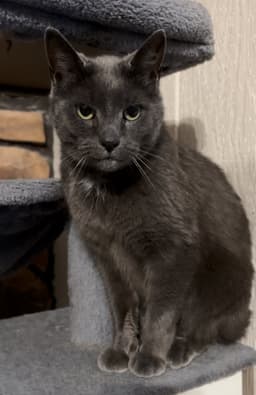 Earl Grey image 2
