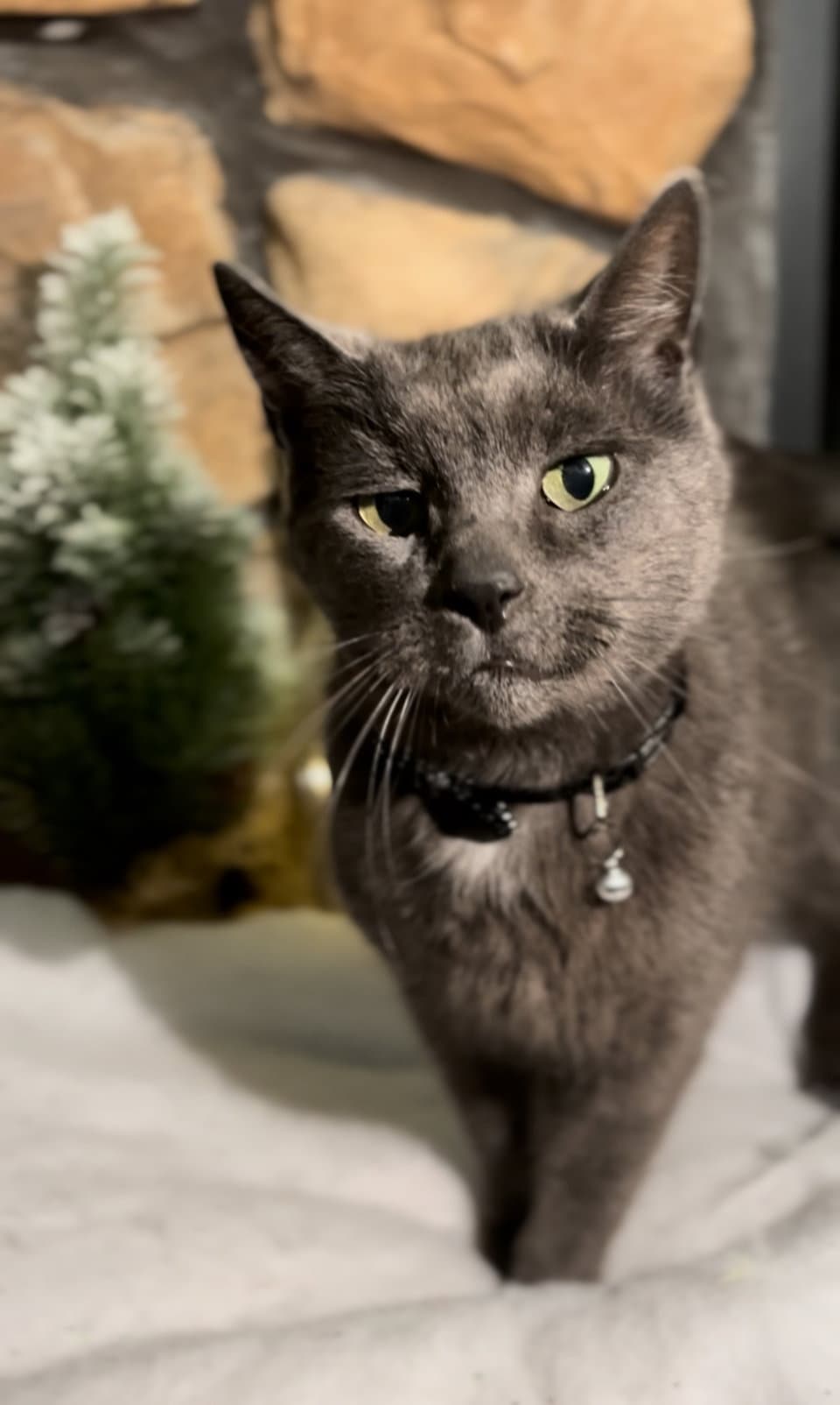 Earl Grey - Domestic Short Hair