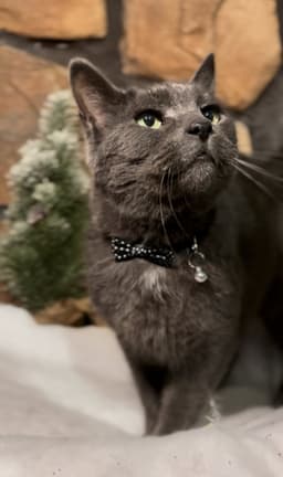 Earl Grey image 3