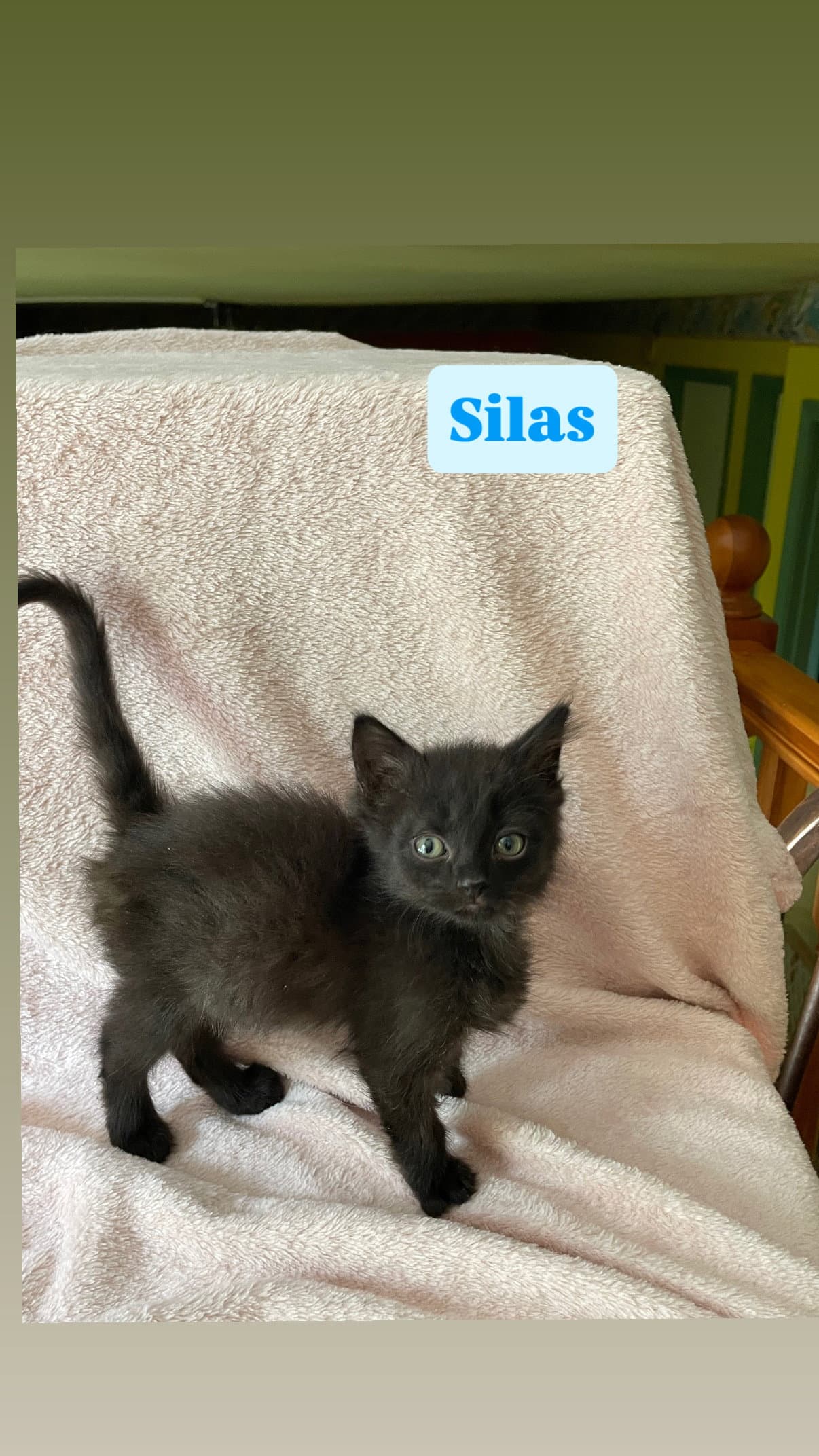 Silas - American Shorthair