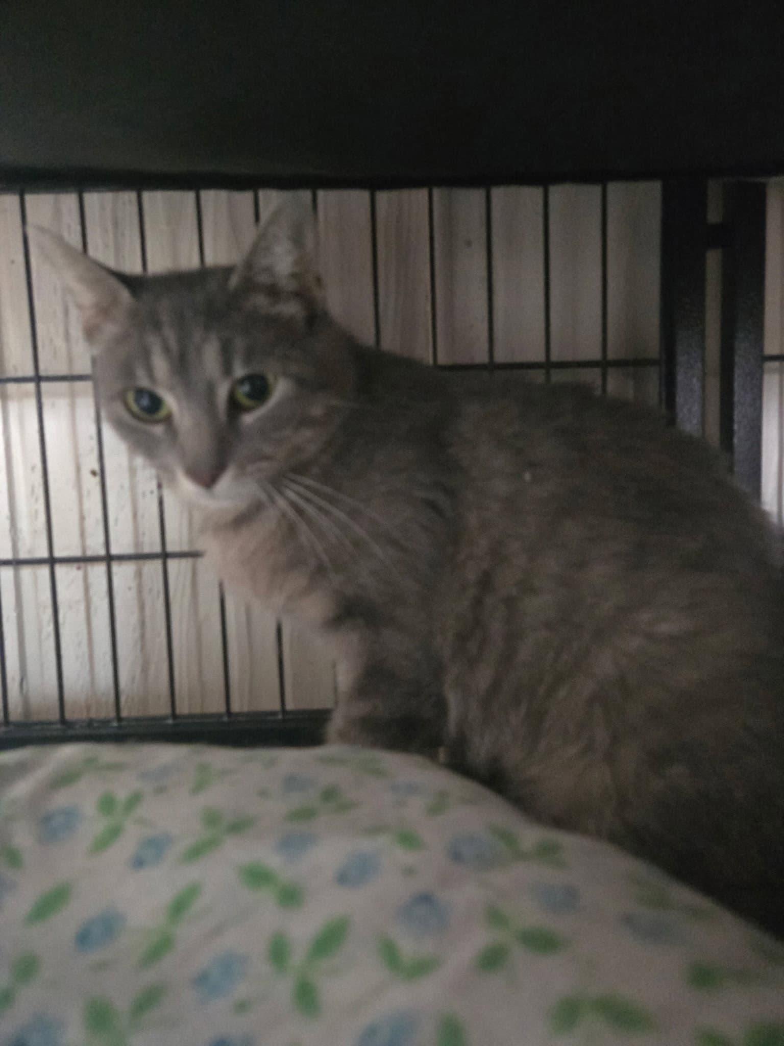 Mary Jane - Domestic Short Hair