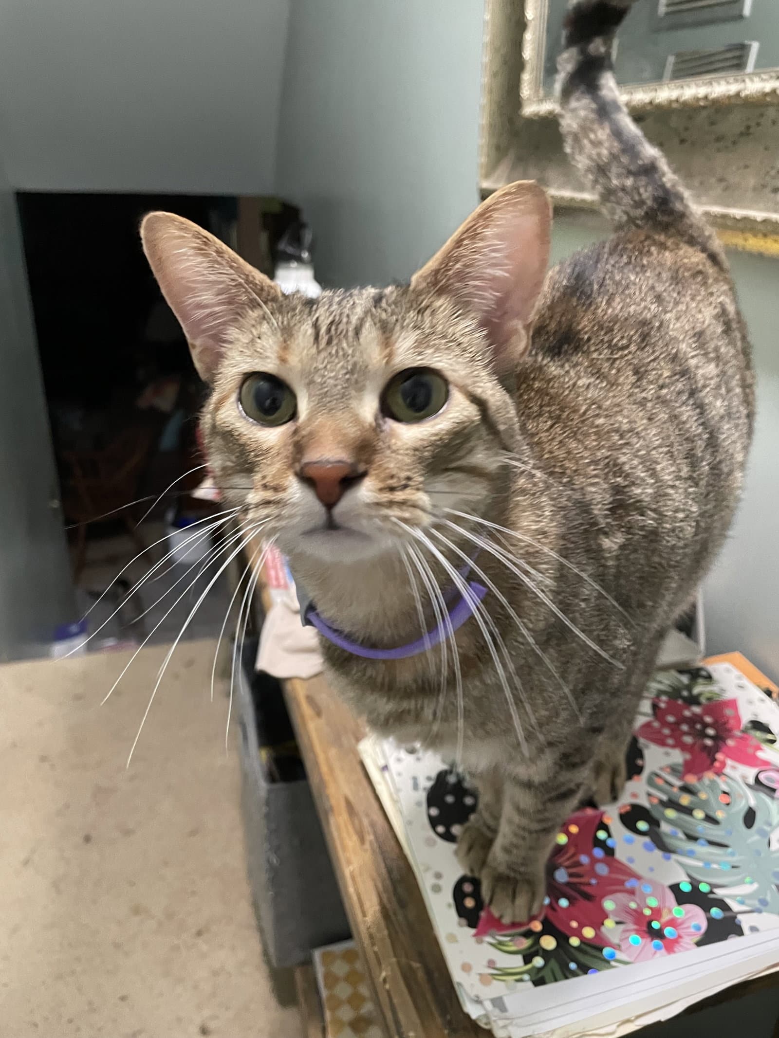 Clover - American Shorthair