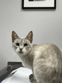 Phoebe image 1