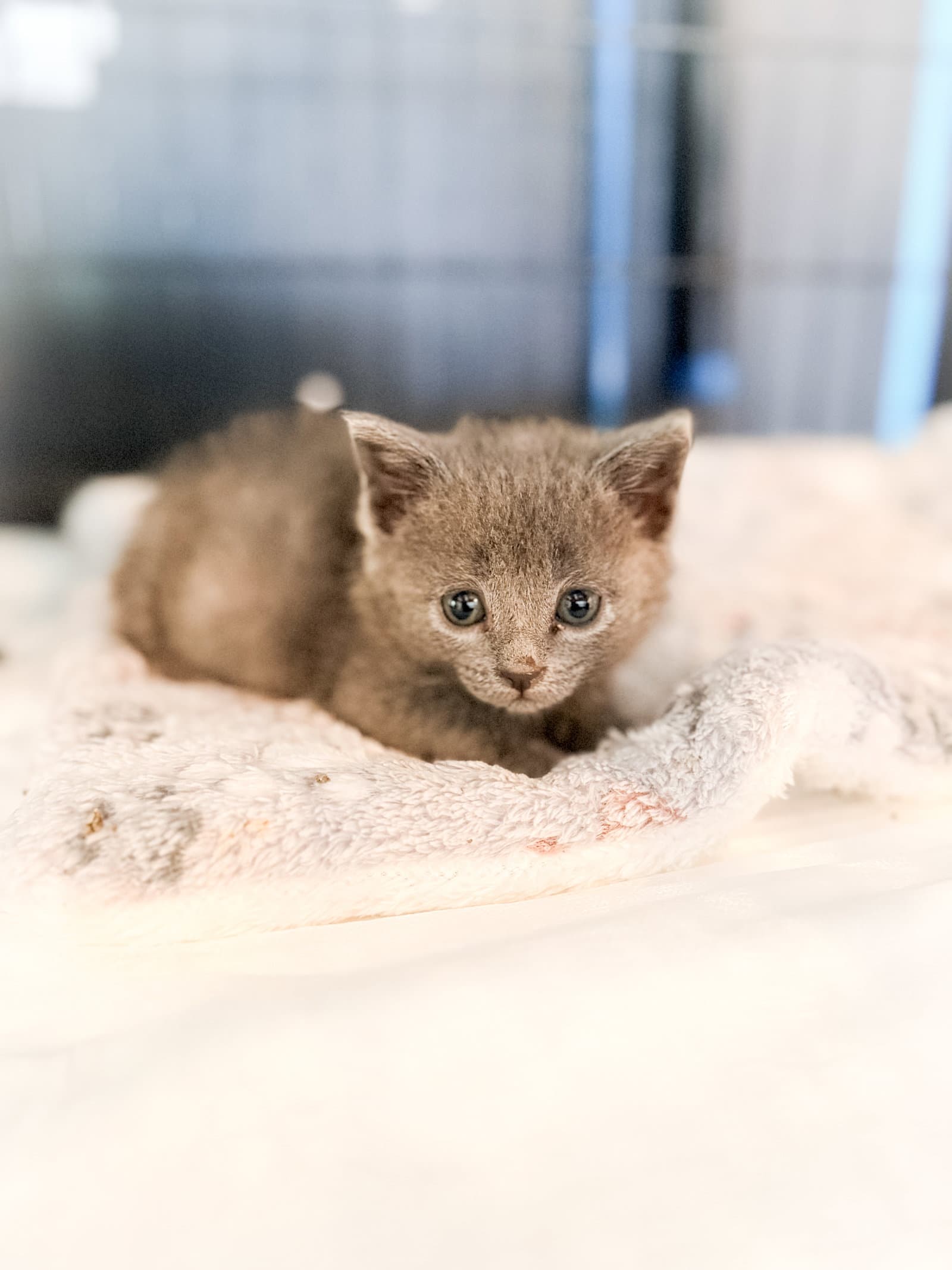 Princess Peach - Domestic Short Hair
