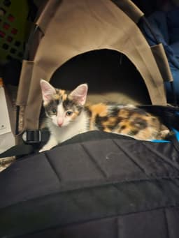 Gidget image 1