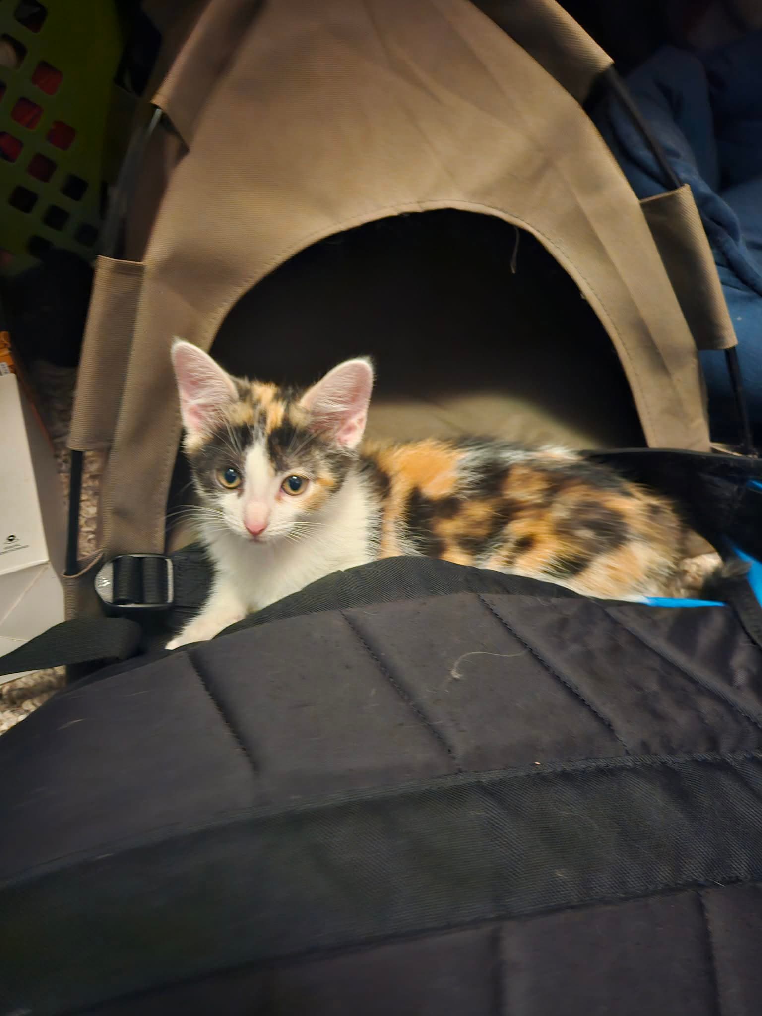 Gidget - Calico