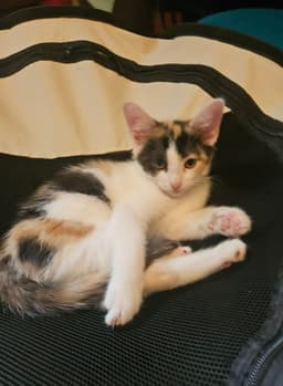 Gidget image 4