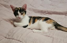 Gidget image 2