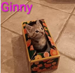 Ginny image 1
