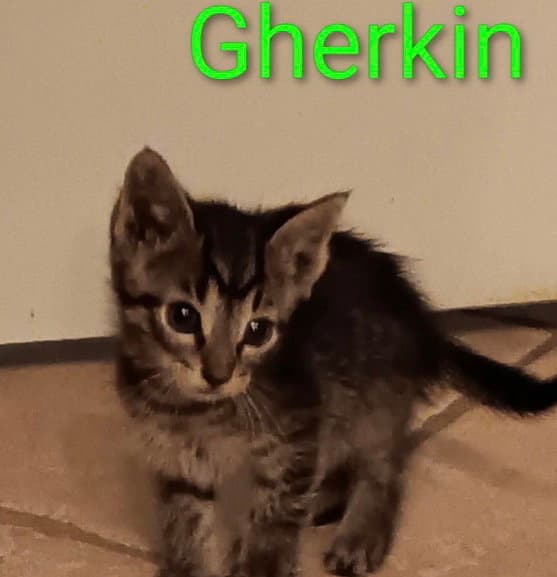 Gherkin - Tabby