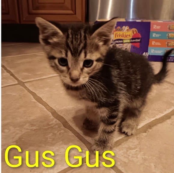 Gus Gus - Tabby